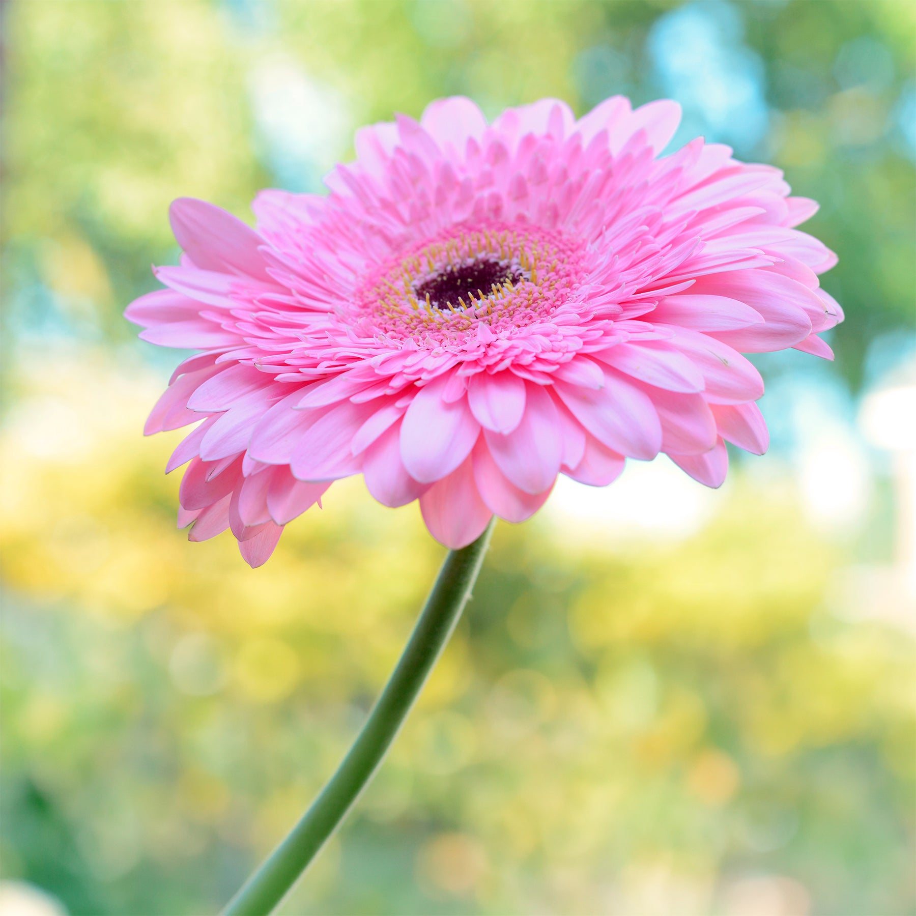Gerbera Rosa - Gerbera jamesonii - Willemse