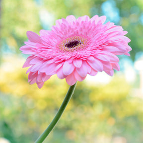 Gerbera Rosa - Gerbera jamesonii - Willemse