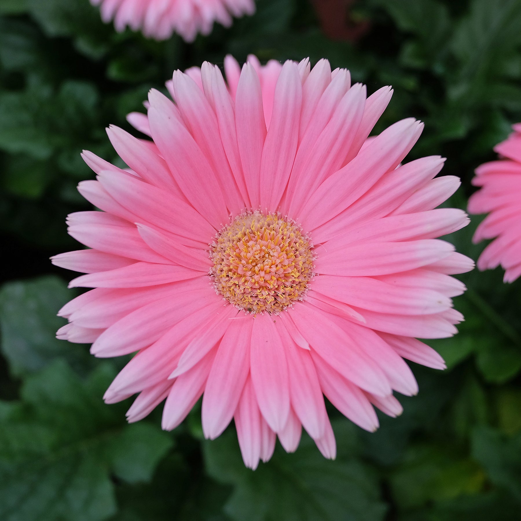 Gerbera Rosa - Willemse