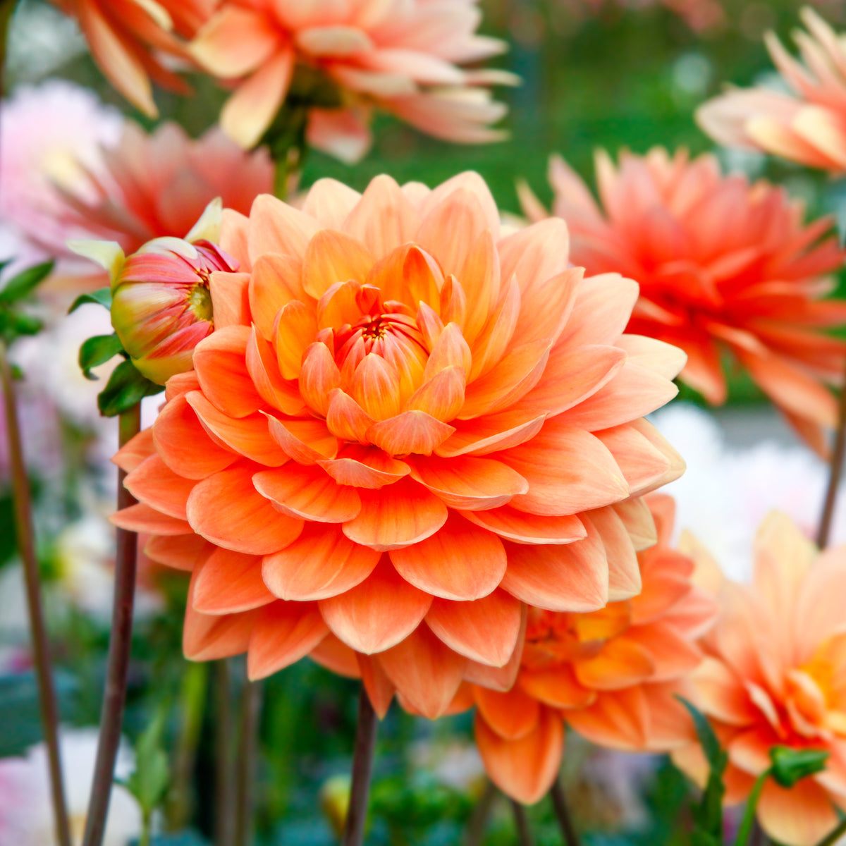 Dahlie Orange - Willemse