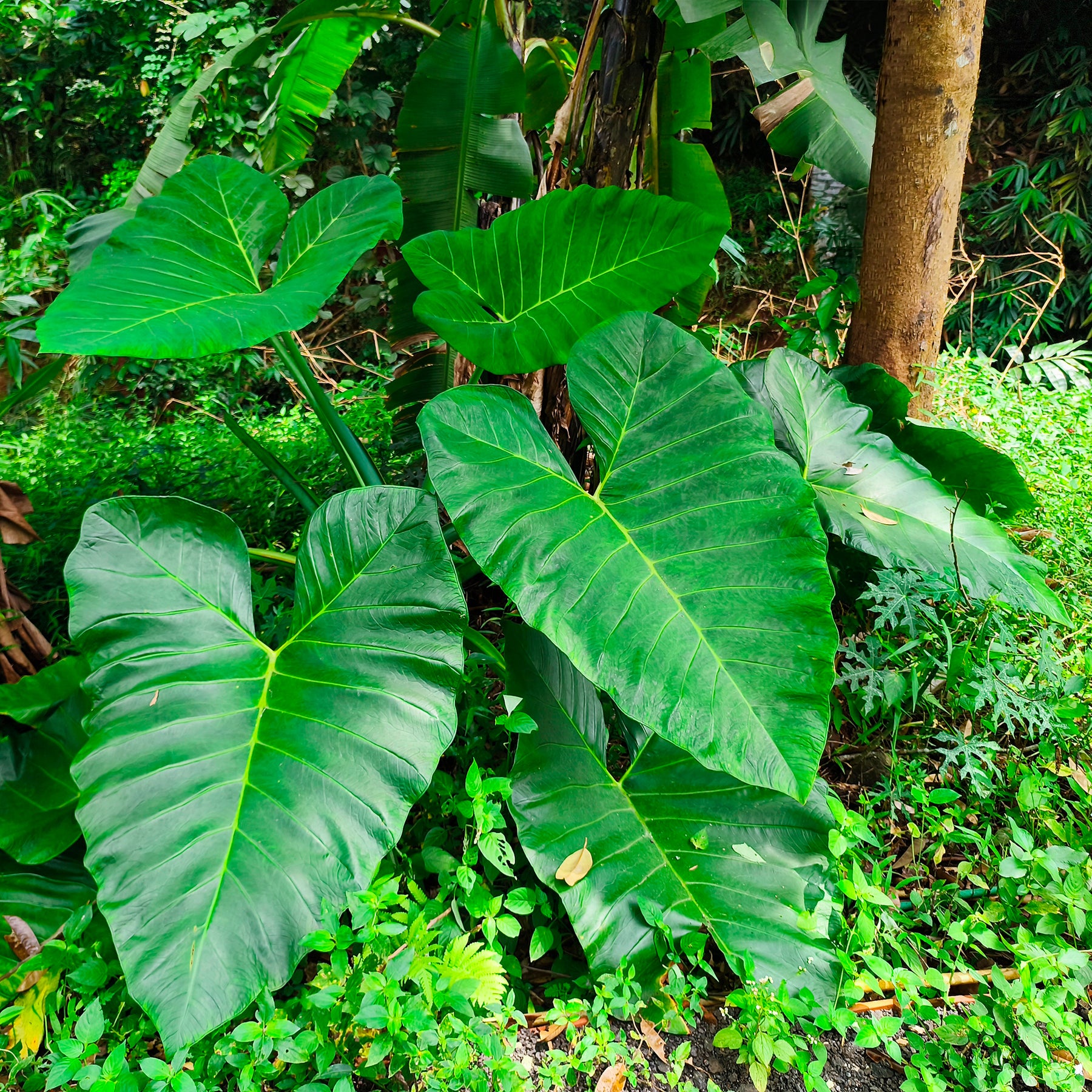 Alocasia Macrorrhiza - Reuzenolifantsoor - Kleine Zimmerpflanzen