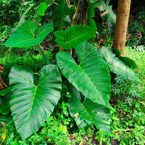 Alocasia Macrorrhiza - Reuzenolifantsoor - Kleine Zimmerpflanzen