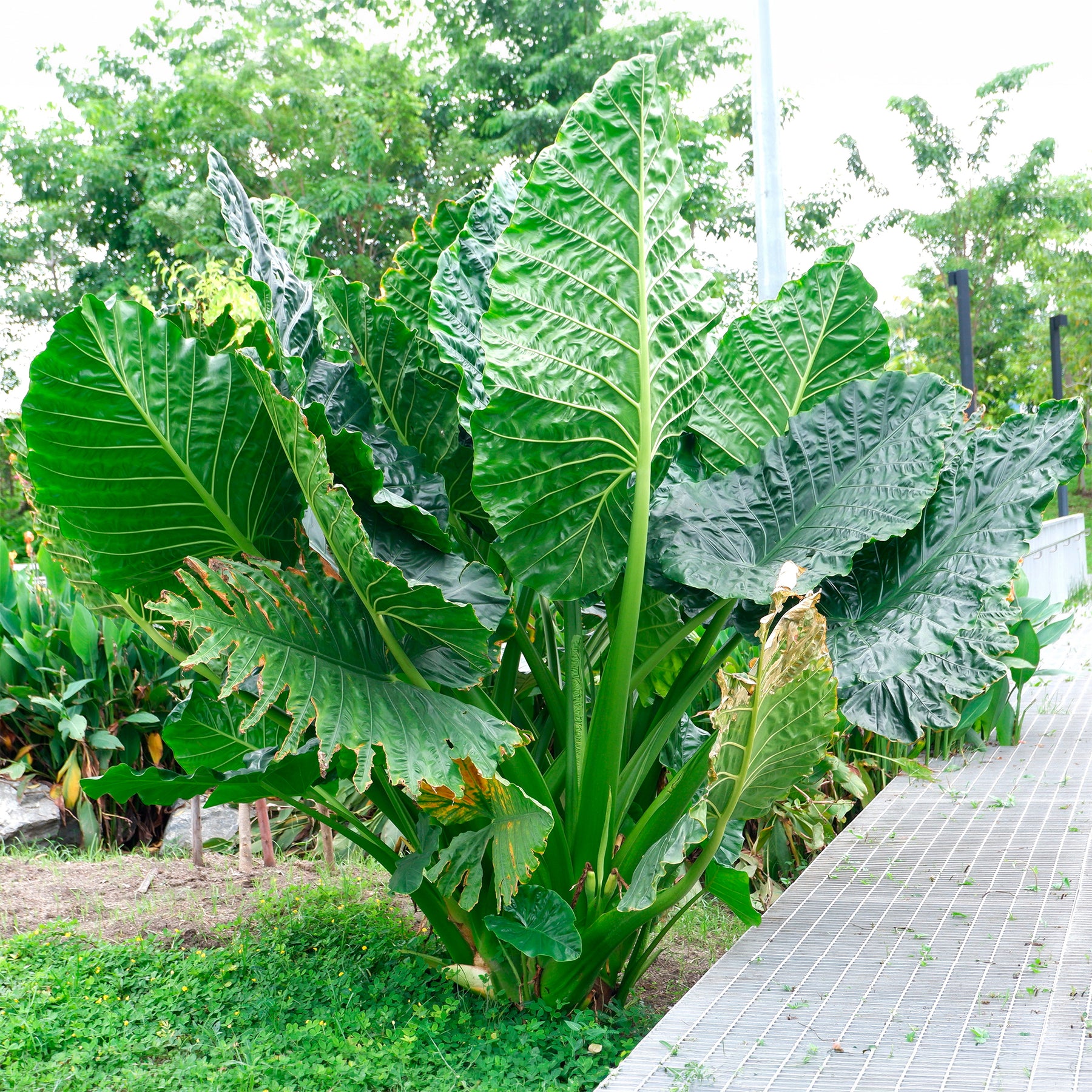 Reuzenolifantsoor - Alocasia Macrorrhiza - Willemse