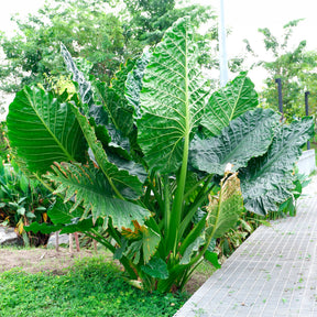 Reuzenolifantsoor - Alocasia Macrorrhiza - Willemse