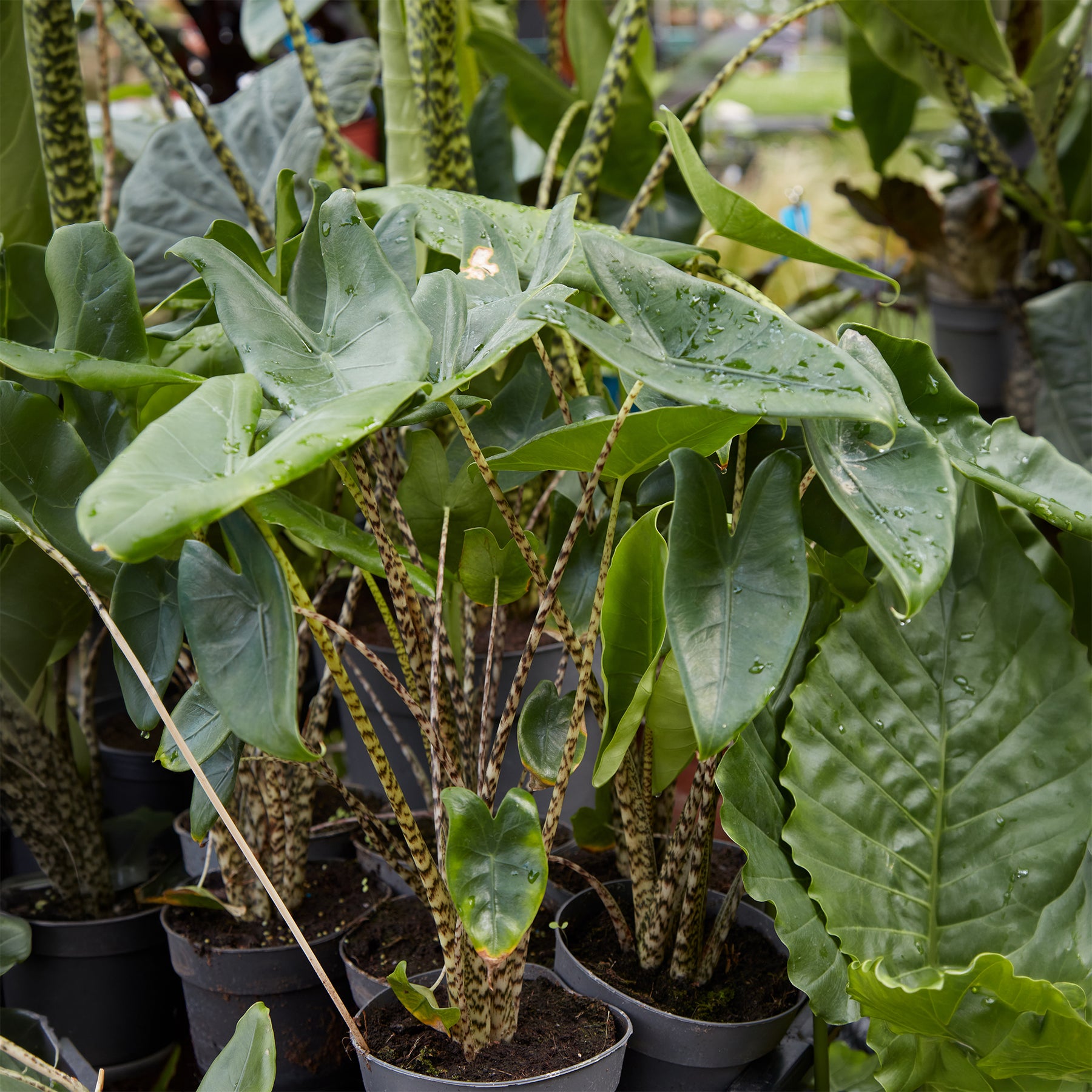 Kleine Zimmerpflanzen - Zebraplant - Alocasia zebrina