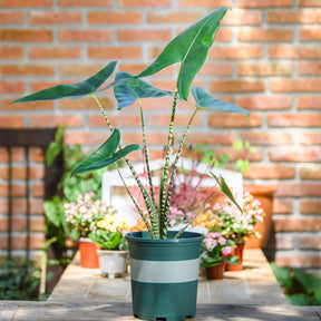 Alocasia zebrina - Zebraplant - Kleine Zimmerpflanzen