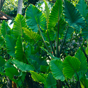 Kristal-anthurium - Willemse