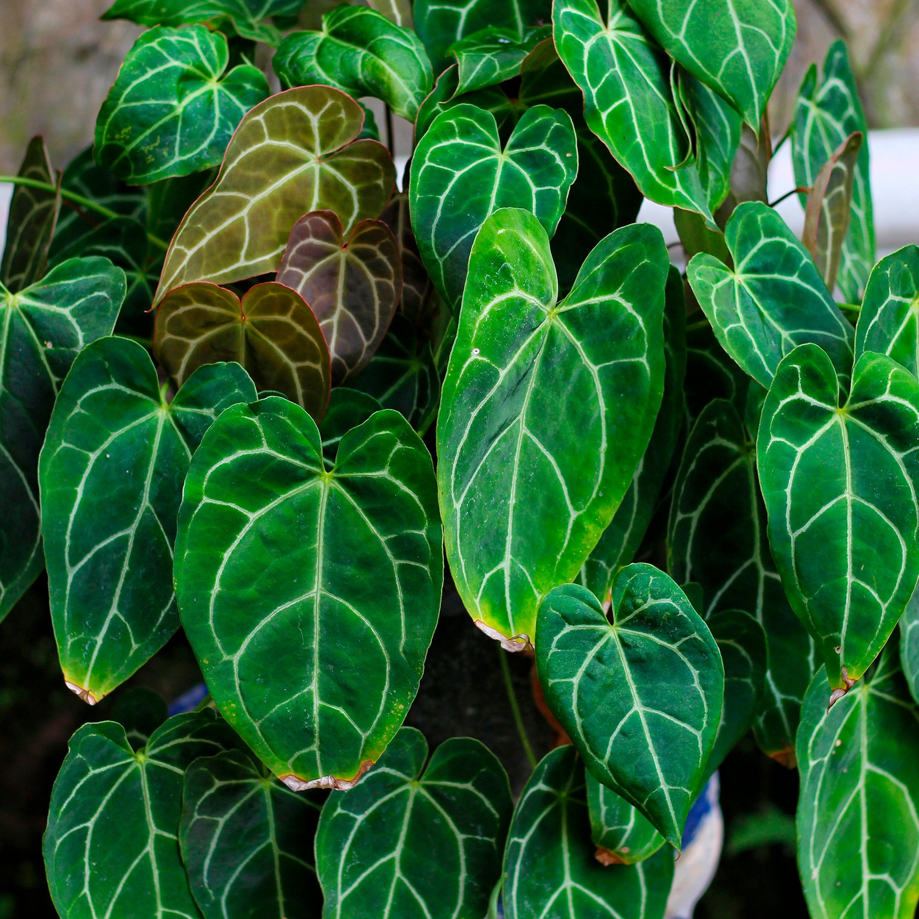Kristal-anthurium