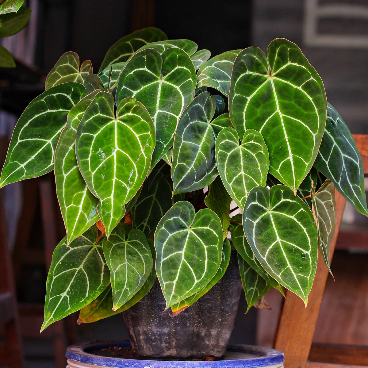 Kristal-anthurium