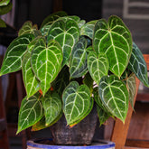 Kristal-anthurium