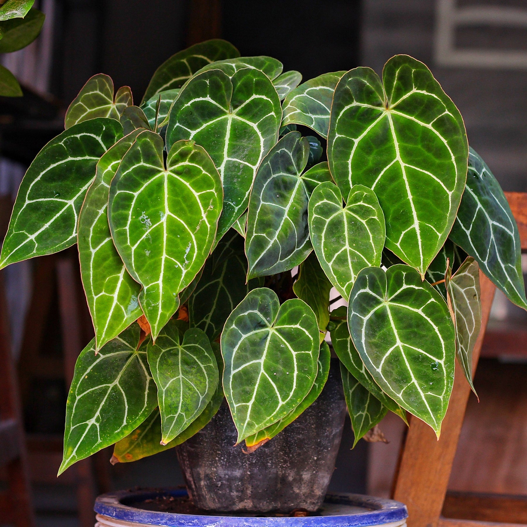 Kristal-anthurium