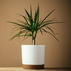 Drakenboom mini - Willemse