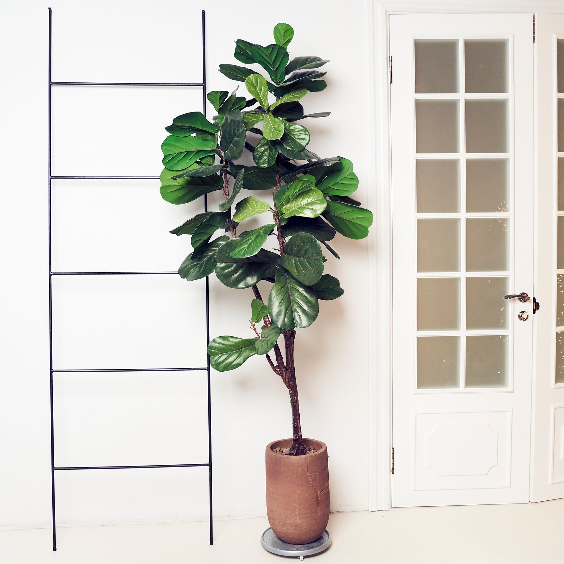 Verkauf Vioolbladplant - Ficus Lyrata