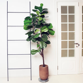 Verkauf Vioolbladplant - Ficus Lyrata