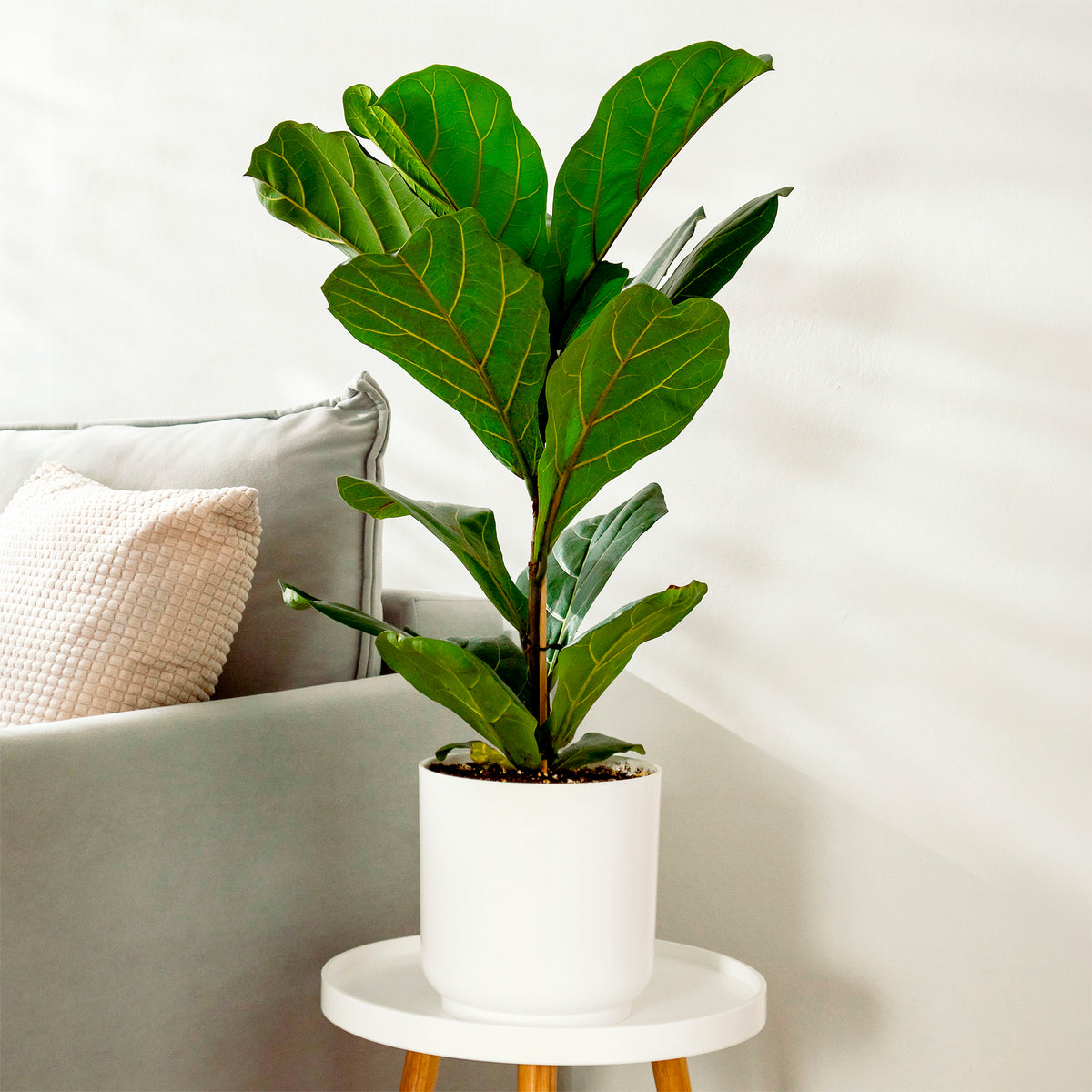 Vioolbladplant - Willemse