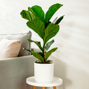 Vioolbladplant - Willemse