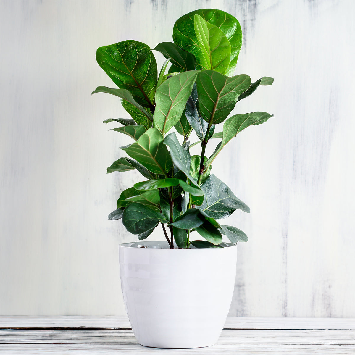 Vioolbladplant - Ficus Lyrata - Willemse