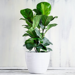 Vioolbladplant - Ficus Lyrata - Willemse