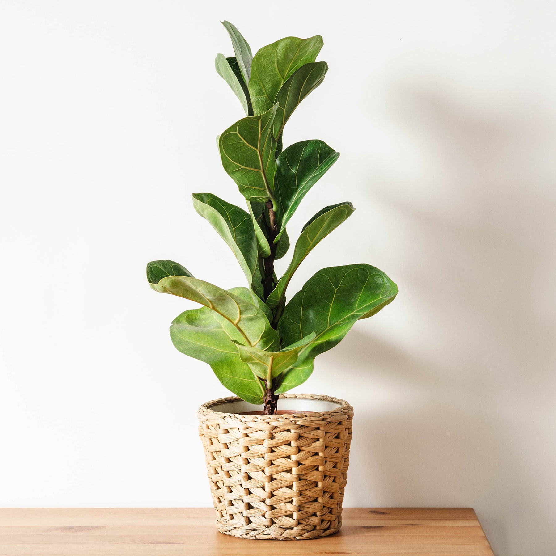 Ficus - Vioolbladplant - Ficus Lyrata
