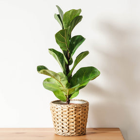 Ficus - Vioolbladplant - Ficus Lyrata
