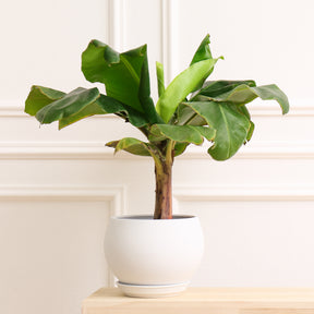 Ficus Lyrata - Vioolbladplant - Ficus