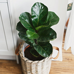 Verkauf Vioolbladplant