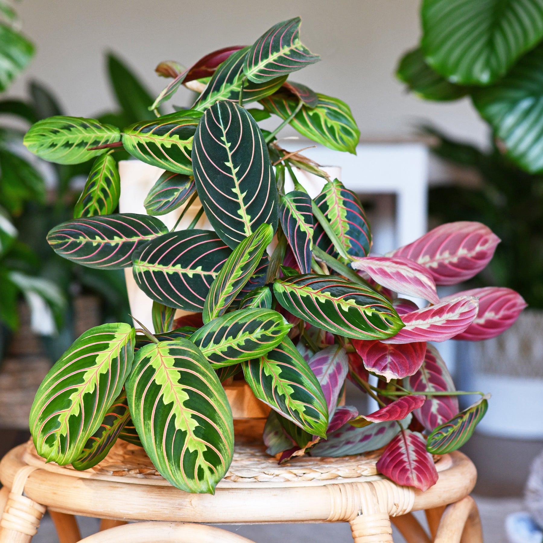 Gebedsplant Fascinator - Maranta leuconeura fascinator - Willemse
