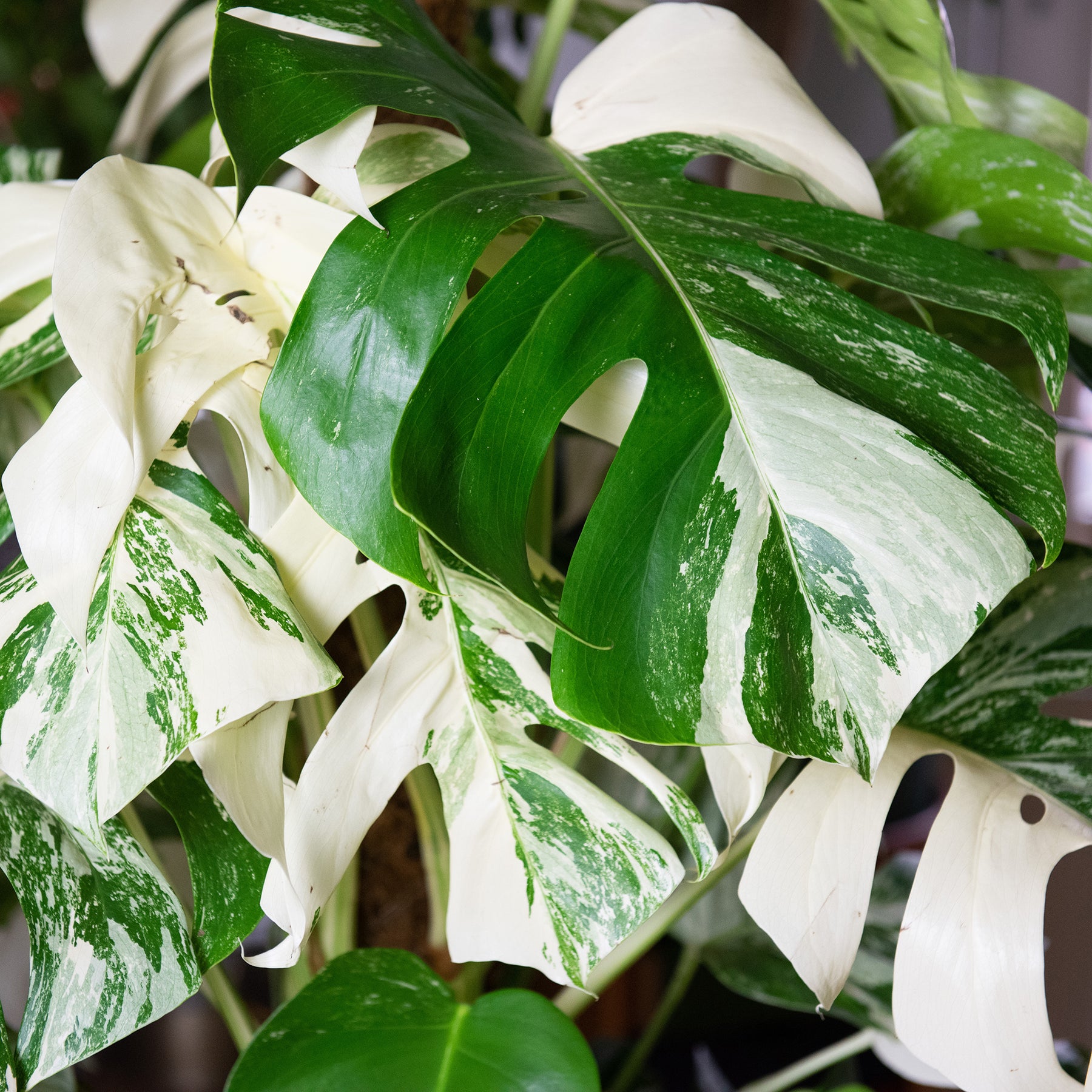 Gatenplant bont - Monstera Deliciosa Variegata - Willemse