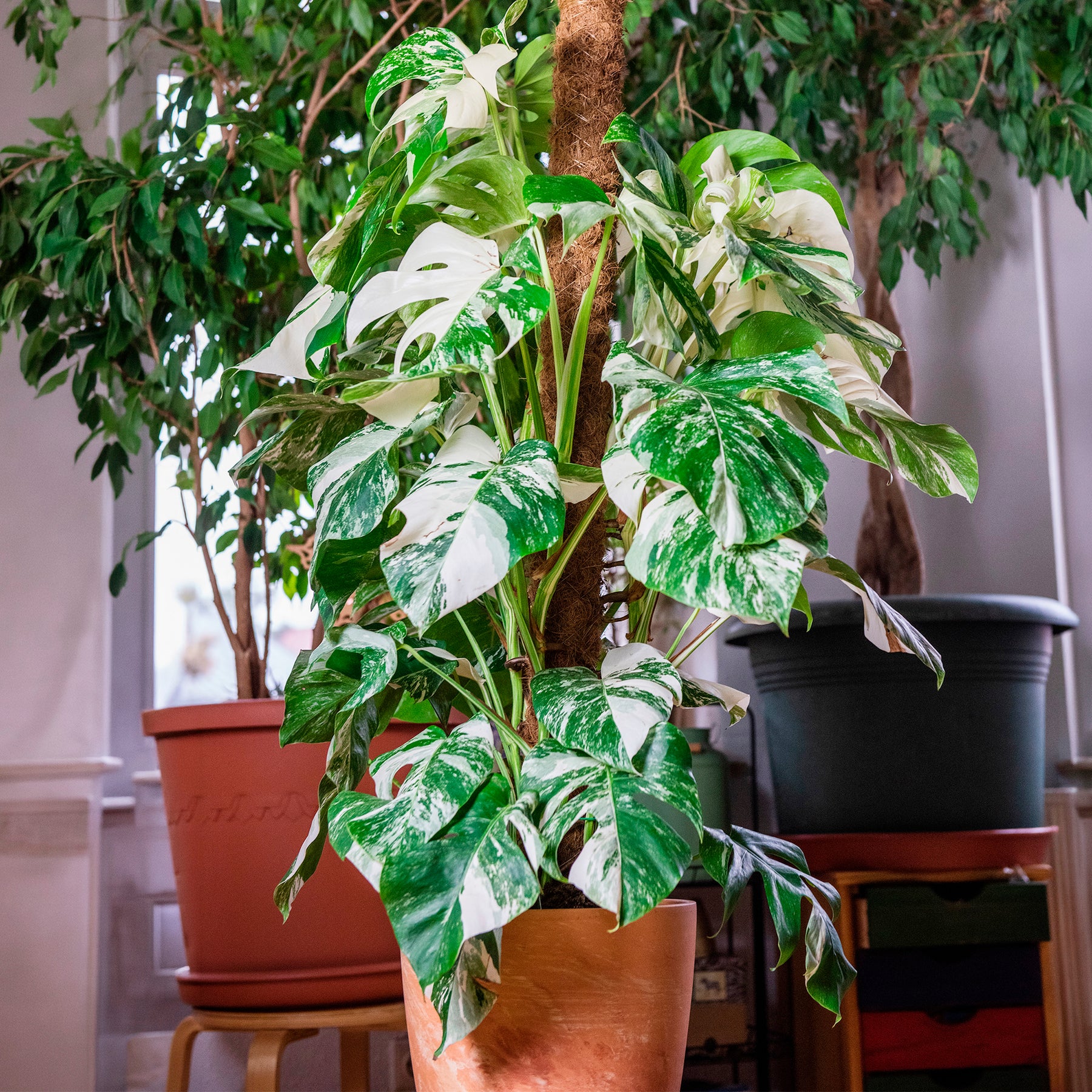 Gatenplant bont - Willemse