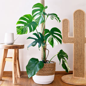 Monstera Deliciosa Variegata - Gatenplant bont - Philodendron