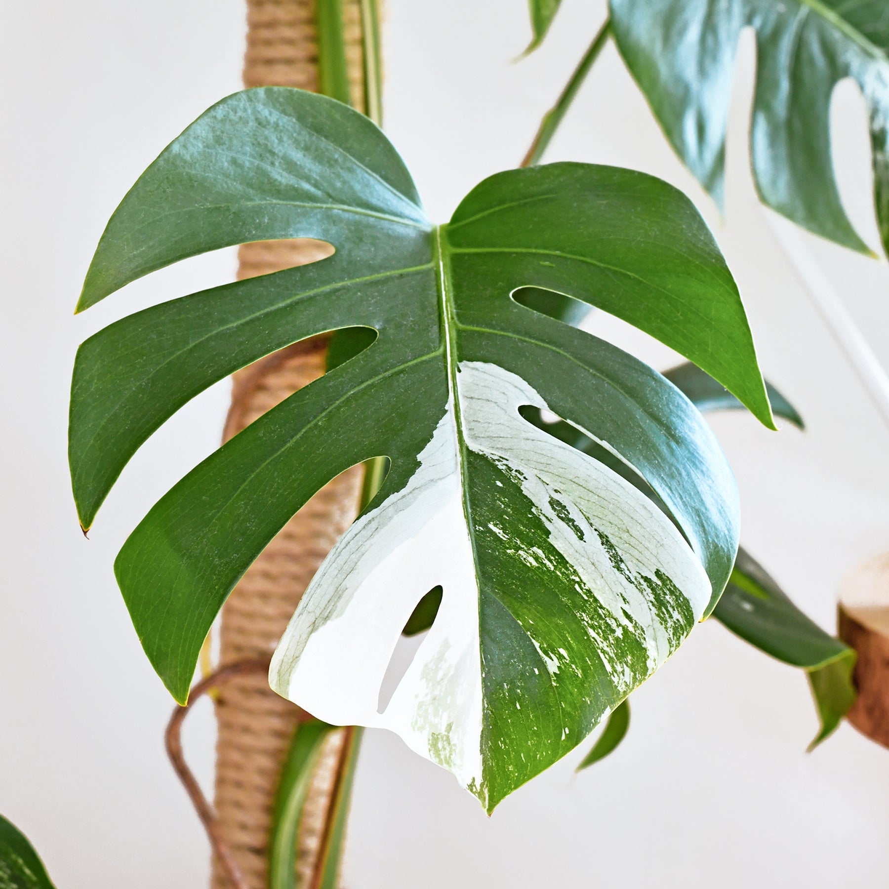 Philodendron - Gatenplant bont - Monstera Deliciosa Variegata