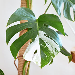 Philodendron - Gatenplant bont - Monstera Deliciosa Variegata