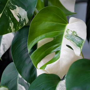 Verkauf Gatenplant bont - Monstera Deliciosa Variegata