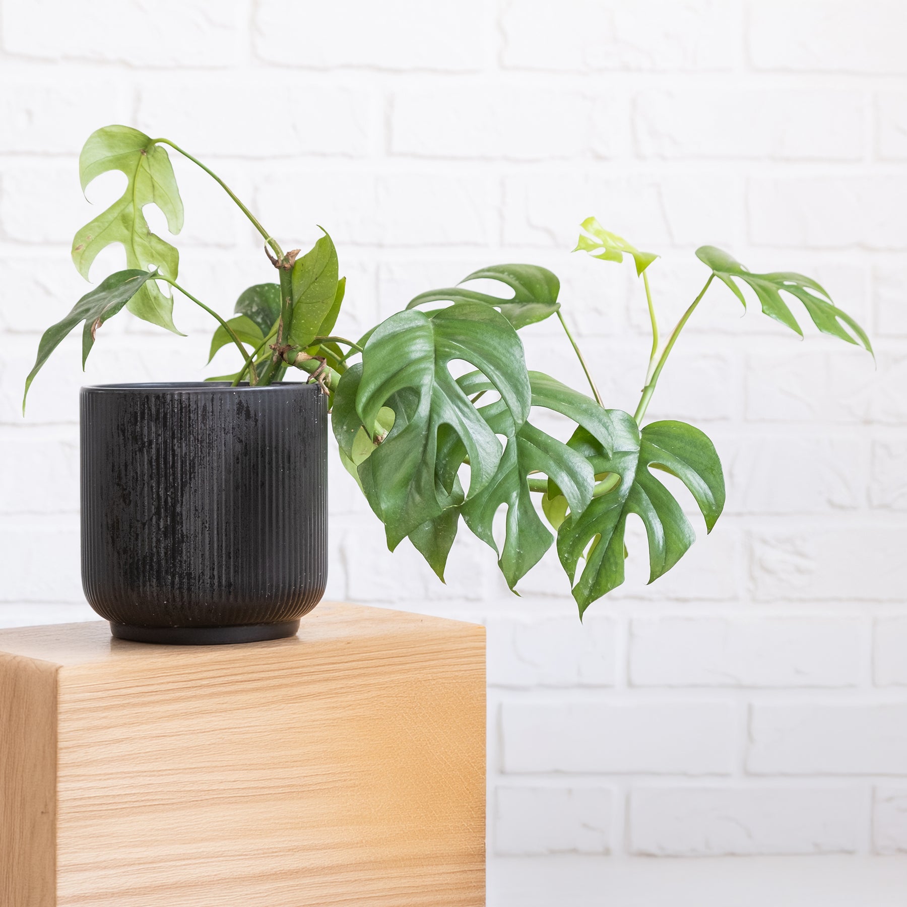 Monstera Minima - Mini gatenplant - Philodendron