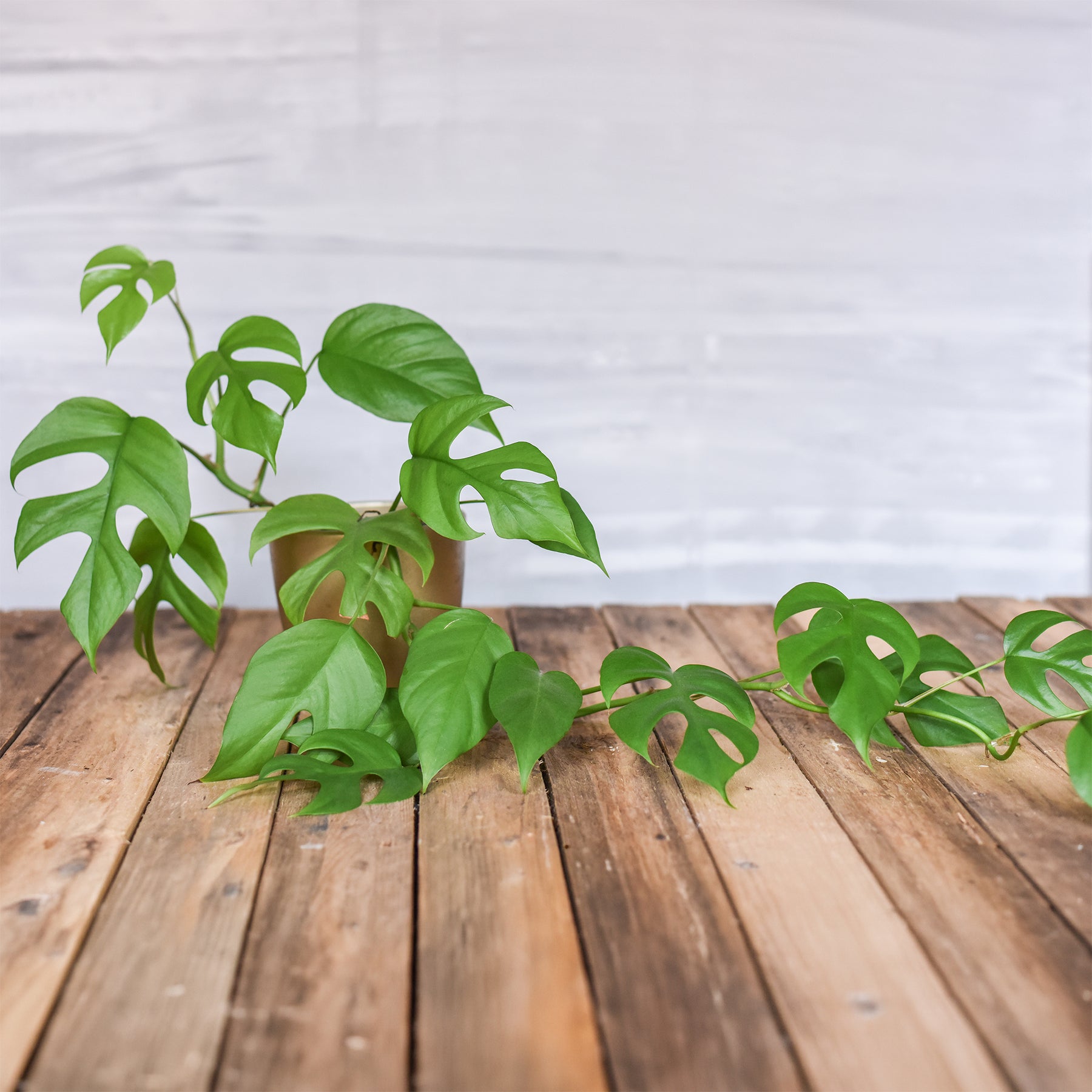 Mini gatenplant - Willemse
