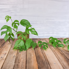Mini gatenplant - Willemse