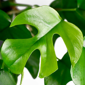 Philodendron - Mini gatenplant - Monstera Minima