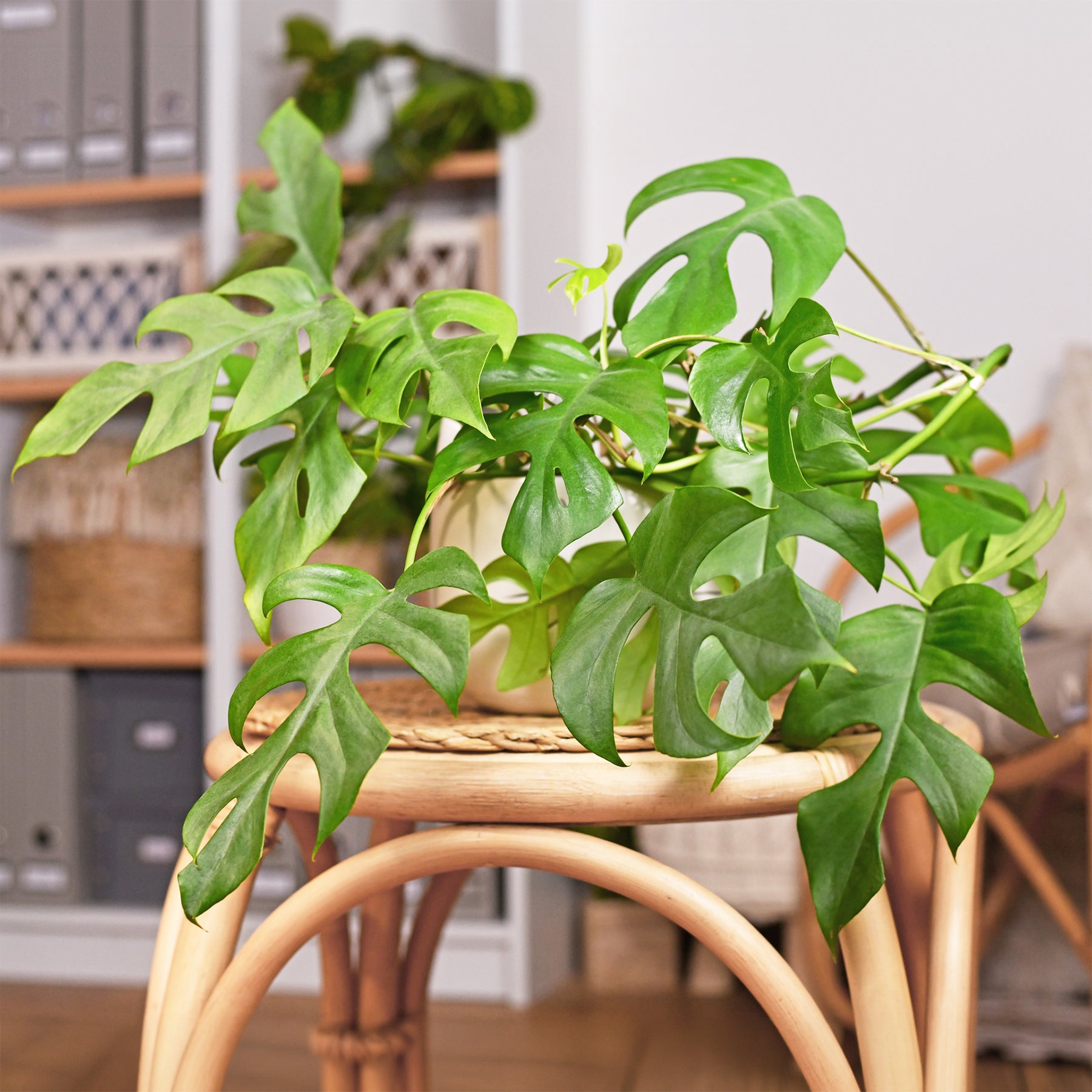 Mini gatenplant - Monstera Minima - Willemse