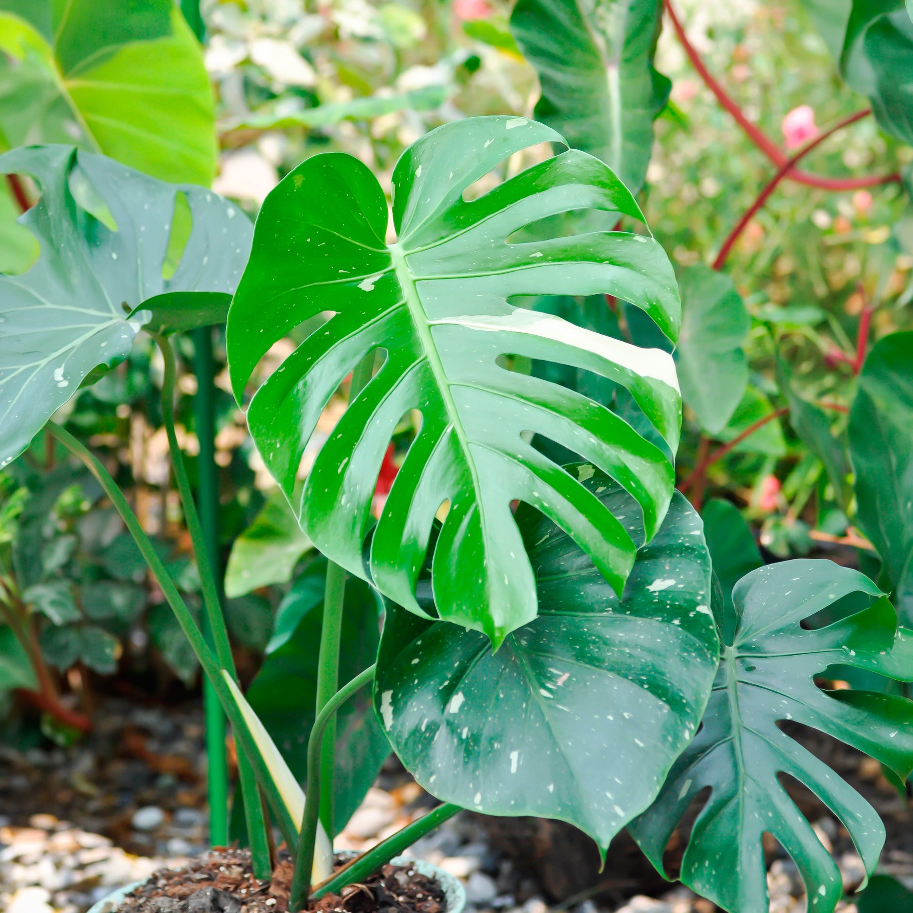 Monstera Thai Constellation - Monstera Thai Constellation - Willemse