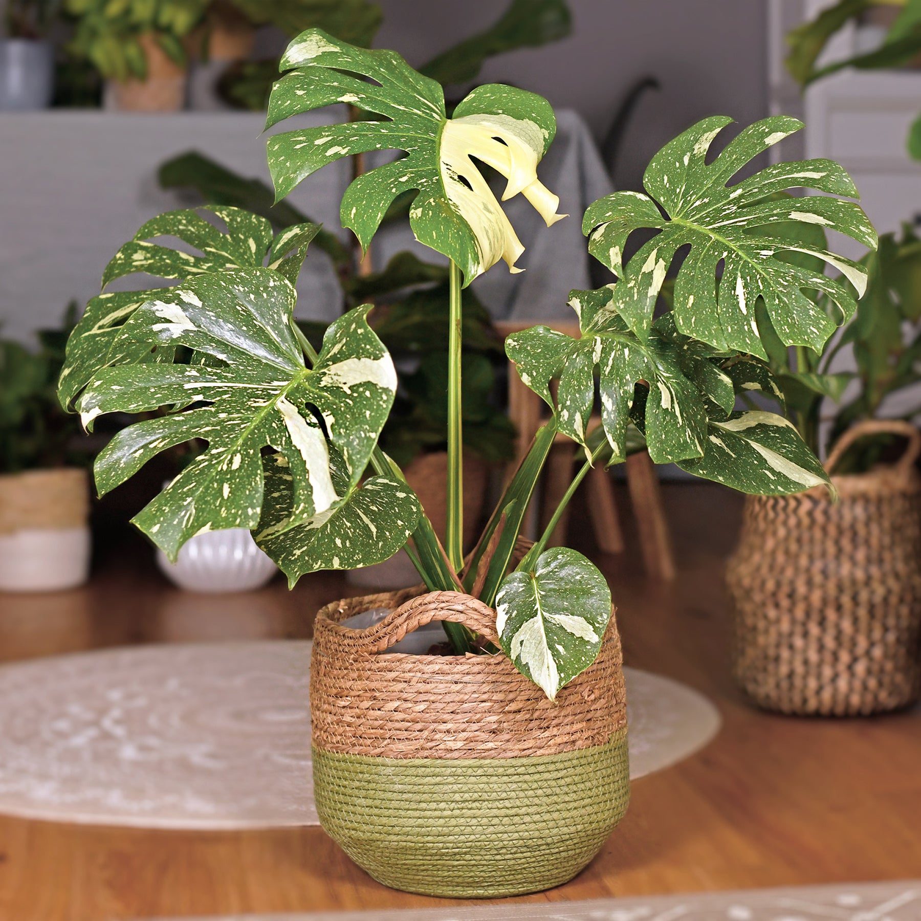 Philodendron - Monstera Thai Constellation - Monstera Thai Constellation