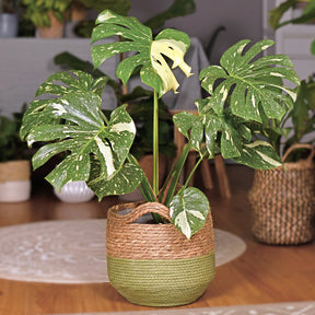 Philodendron - Monstera Thai Constellation - Monstera Thai Constellation