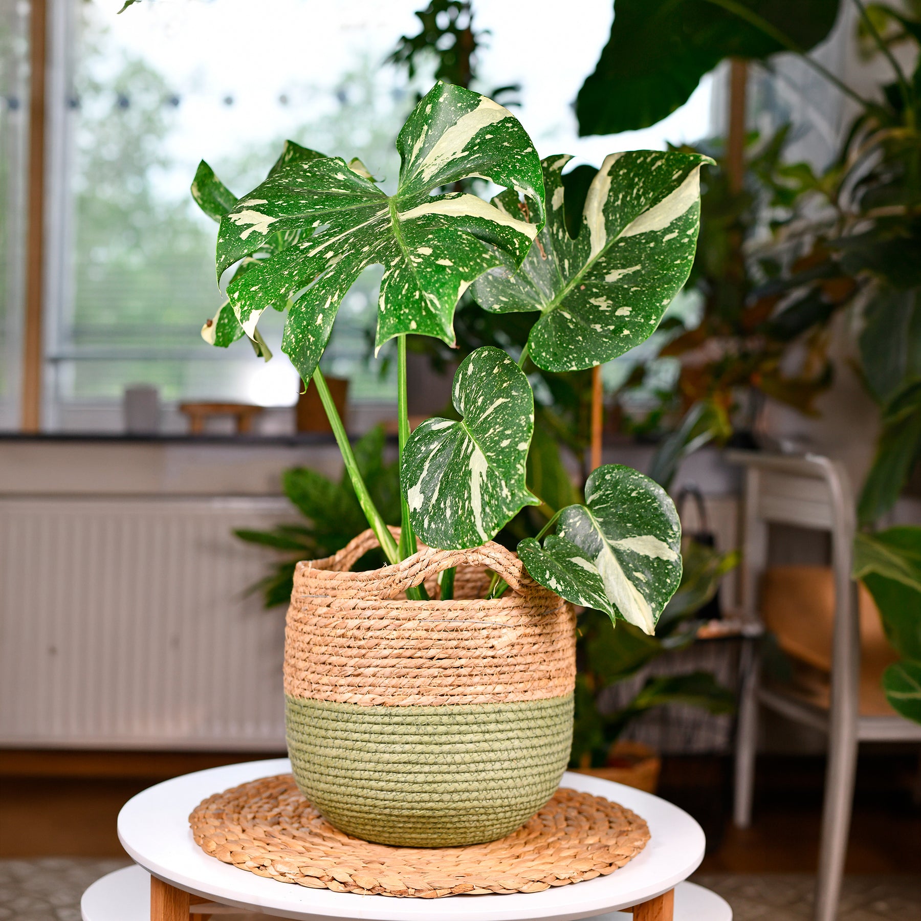 Monstera Thai Constellation - Willemse