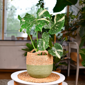 Monstera Thai Constellation - Willemse