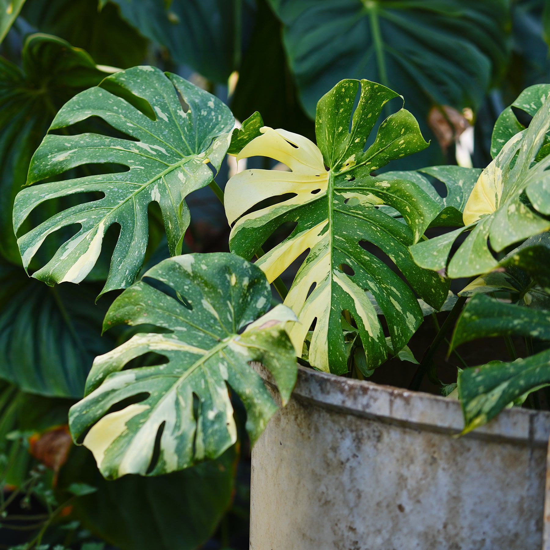 Monstera Thai Constellation - Monstera Thai Constellation - Philodendron