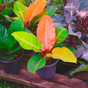 Philodendron Prince of Orange - Philodendron Prince of Orange - Philodendron