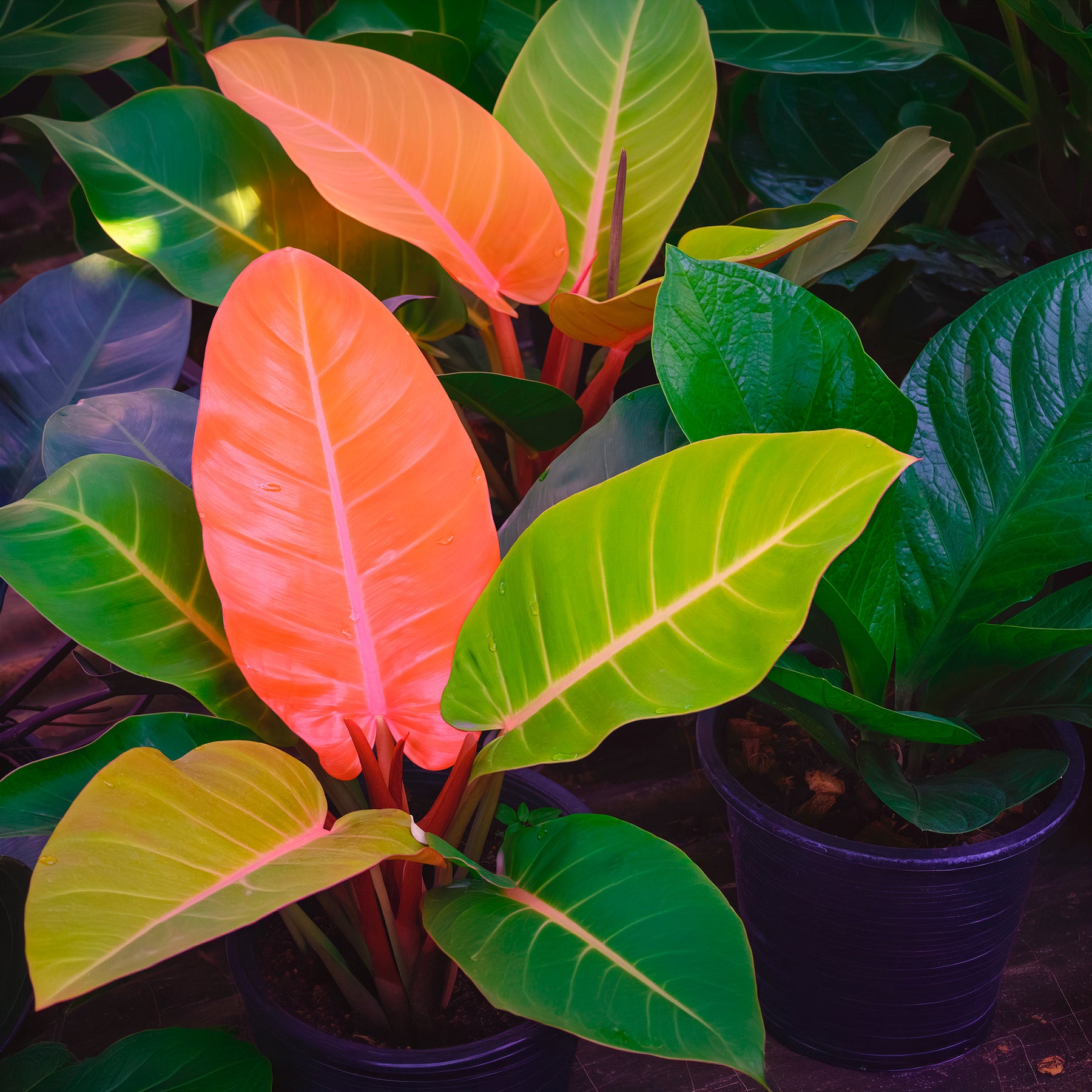 Philodendron Prince of Orange - Willemse