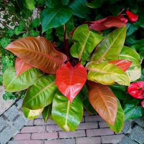 Philodendron Prince of Orange - Philodendron Prince of Orange - Willemse