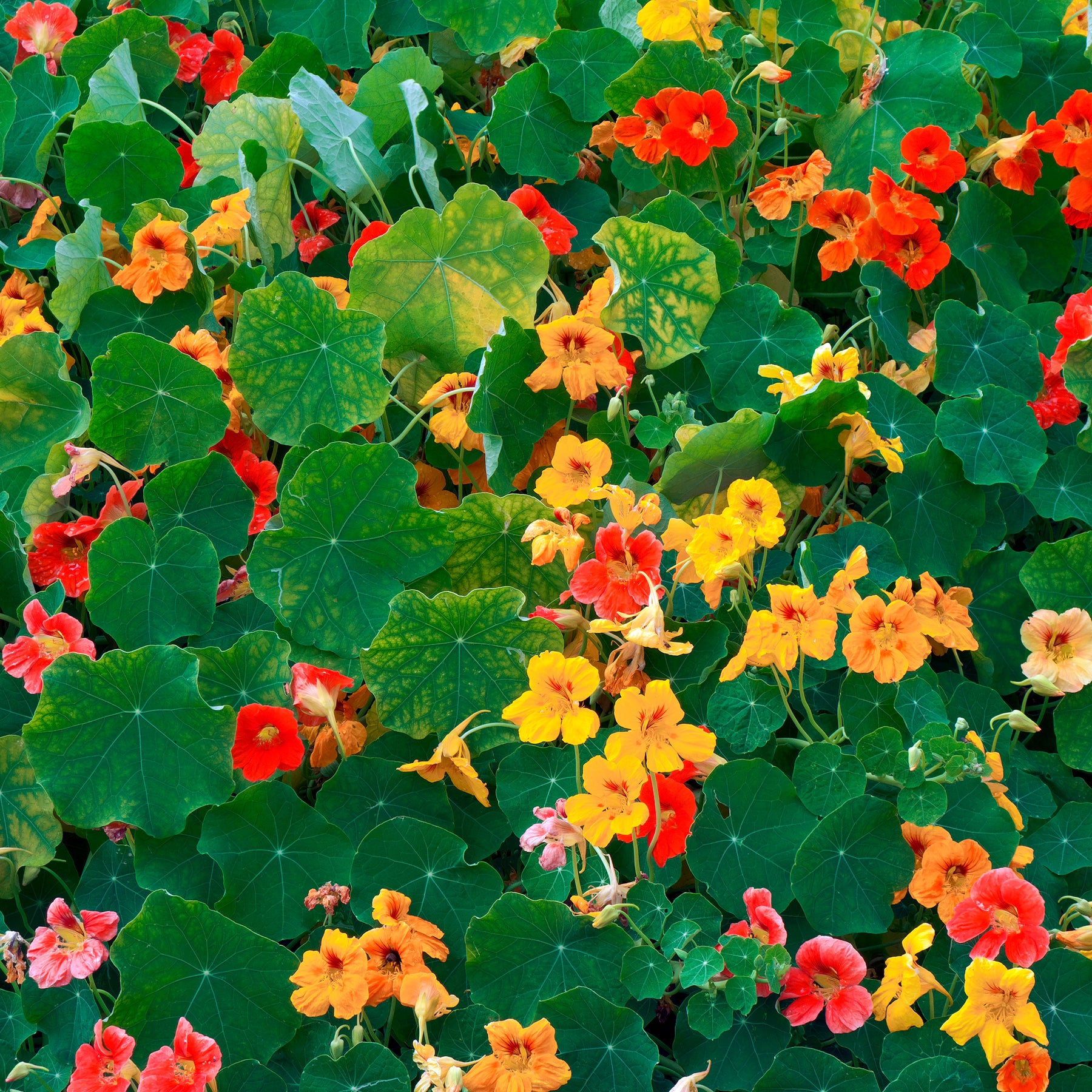 Gele Oost-Indische kers - Tropaeolum majus - Willemse