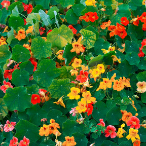 Gele Oost-Indische kers - Tropaeolum majus - Willemse