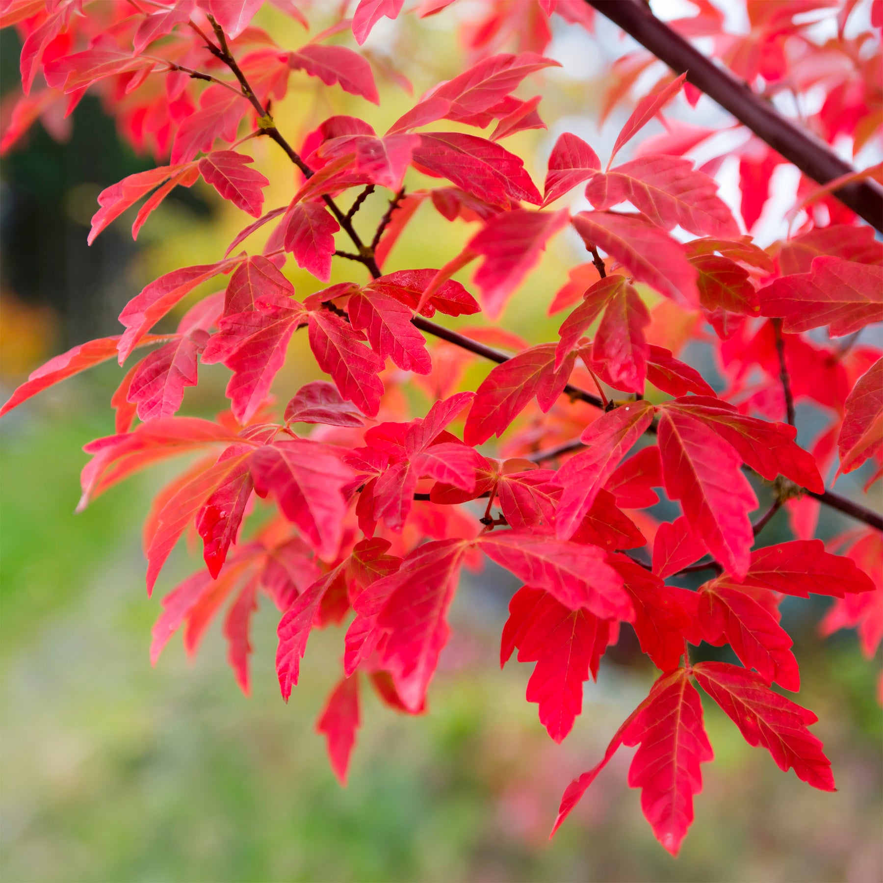 Zimt-Ahorn - Acer griseum - Willemse